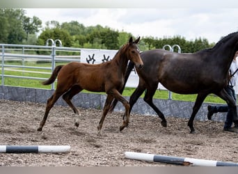 Trakehner, Étalon, 2 Ans, 168 cm, Bai