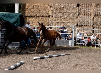 Trakehner, Étalon, 2 Ans, 168 cm, Bai