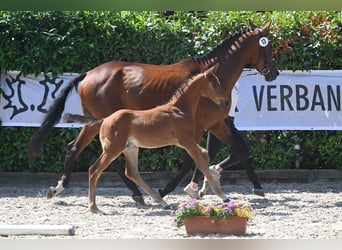 Trakehner, Étalon, 2 Ans, 168 cm, Bai clair