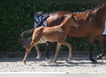 Trakehner, Étalon, 2 Ans, 168 cm, Bai clair