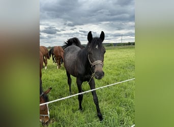 Trakehner, Étalon, 2 Ans, 168 cm, Peut devenir gris