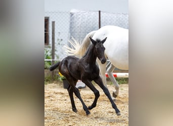 Trakehner, Étalon, 2 Ans, 168 cm, Peut devenir gris