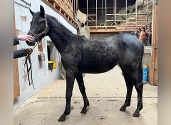 Trakehner, Étalon, 2 Ans, 168 cm, Peut devenir gris