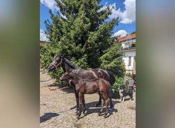 Trakehner, Étalon, 2 Ans, 169 cm, Bai brun foncé