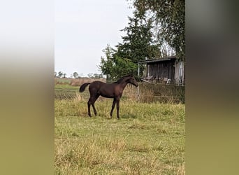 Trakehner, Étalon, 2 Ans, 169 cm, Bai brun foncé