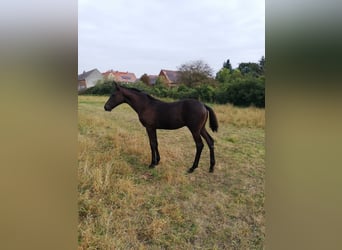 Trakehner, Étalon, 2 Ans, 169 cm, Bai brun foncé