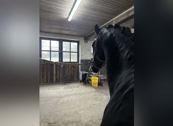 Trakehner, Étalon, 2 Ans, 169 cm, Noir