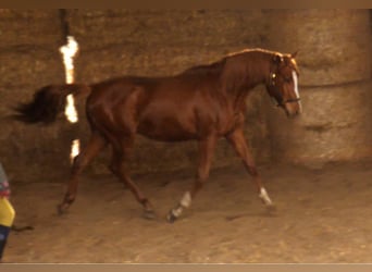 Trakehner, Étalon, 2 Ans, 170 cm, Alezan