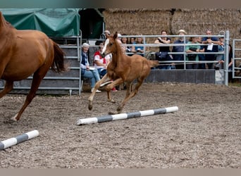 Trakehner, Étalon, 2 Ans, 170 cm, Alezan