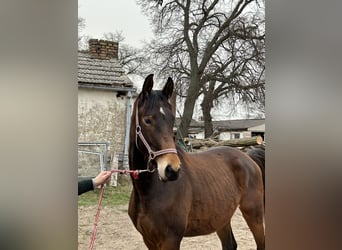 Trakehner, Étalon, 2 Ans, 170 cm, Bai brun