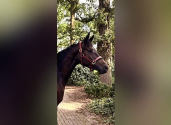 Trakehner, Étalon, 2 Ans, 170 cm, Bai brun foncé