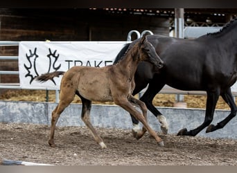 Trakehner, Étalon, 2 Ans, 170 cm, Noir