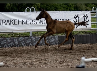 Trakehner, Étalon, 2 Ans, 170 cm, Noir