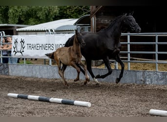 Trakehner, Étalon, 2 Ans, 170 cm, Noir