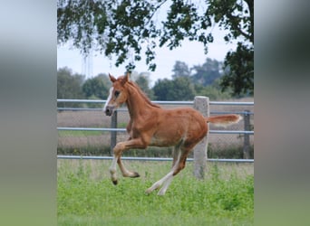 Trakehner, Étalon, 2 Ans, Alezan brûlé