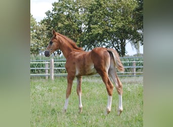 Trakehner, Étalon, 2 Ans, Alezan brûlé