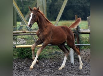 Trakehner, Étalon, 2 Ans, Alezan brûlé