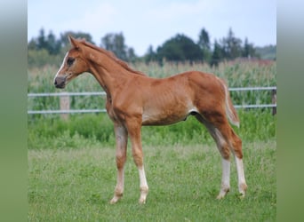 Trakehner, Étalon, 2 Ans, Alezan brûlé