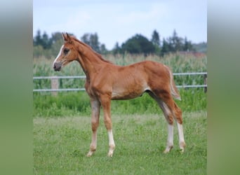 Trakehner, Étalon, 2 Ans, Alezan brûlé