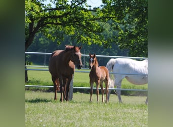 Trakehner, Étalon, 2 Ans, Alezan brûlé