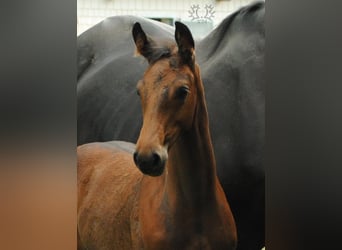 Trakehner, Étalon, 2 Ans, Bai brun