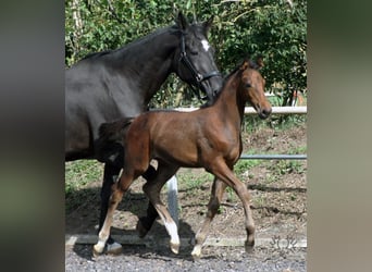 Trakehner, Étalon, 2 Ans, Bai brun