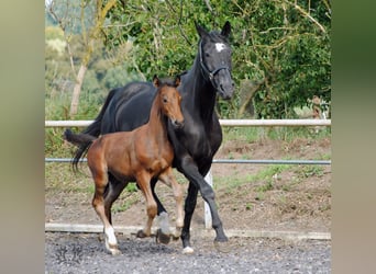 Trakehner, Étalon, 2 Ans, Bai brun