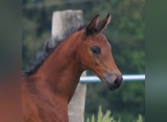 Trakehner, Étalon, 2 Ans, Bai brun