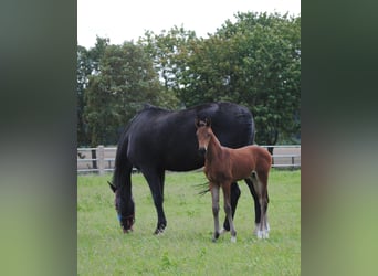 Trakehner, Étalon, 2 Ans, Bai brun