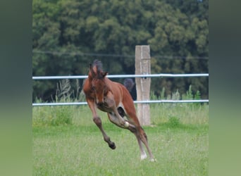 Trakehner, Étalon, 2 Ans, Bai brun