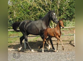 Trakehner, Étalon, 2 Ans, Bai brun