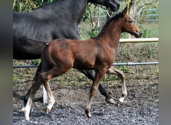 Trakehner, Étalon, 2 Ans, Bai brun