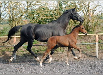 Trakehner, Étalon, 2 Ans, Bai brun