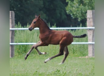 Trakehner, Étalon, 2 Ans, Bai brun