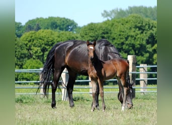 Trakehner, Étalon, 2 Ans, Bai brun
