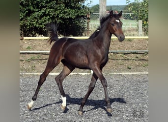 Trakehner, Étalon, 2 Ans, Bai brun