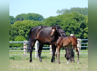 Trakehner, Étalon, 2 Ans, Bai brun