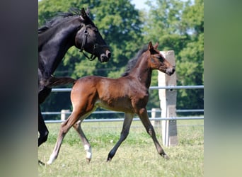 Trakehner, Étalon, 2 Ans, Bai brun