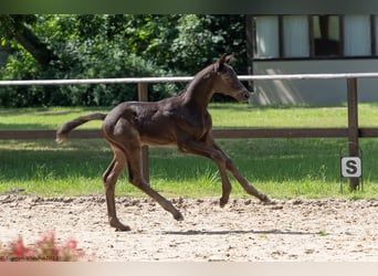 Trakehner, Étalon, 2 Ans, Bai brun foncé