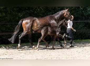 Trakehner, Étalon, 2 Ans, Bai brun foncé