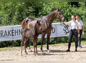 Trakehner, Étalon, 2 Ans, Bai brun foncé