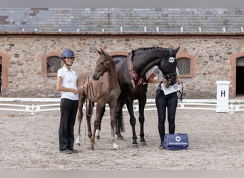 Trakehner, Étalon, 2 Ans, Peut devenir gris