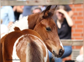Trakehner, Étalon, 2 Ans, Pinto