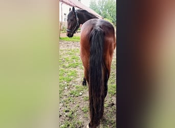Trakehner Croisé, Étalon, 3 Ans, 155 cm, Bai
