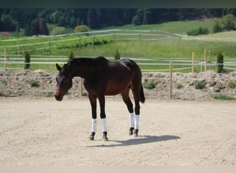 Trakehner, Étalon, 3 Ans, 157 cm, Bai