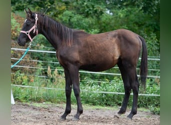 Trakehner, Étalon, 3 Ans, 163 cm, Noir