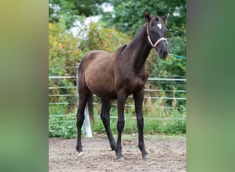 Trakehner, Étalon, 3 Ans, 163 cm, Noir