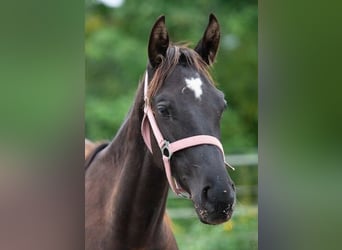 Trakehner, Étalon, 3 Ans, 163 cm, Noir