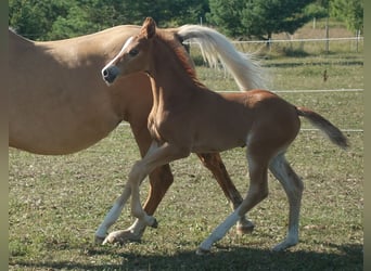 Trakehner, Étalon, 3 Ans, 164 cm, Alezan