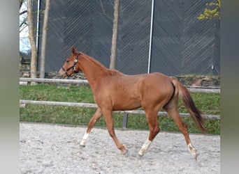 Trakehner, Étalon, 3 Ans, 164 cm, Alezan